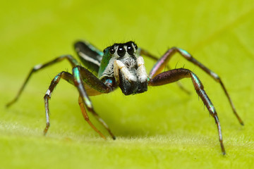spider in nature