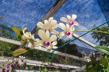 White orchid flower with the leaf in the Nursery