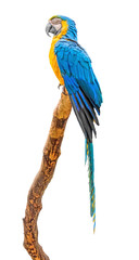 Parrot on branch © aldorado