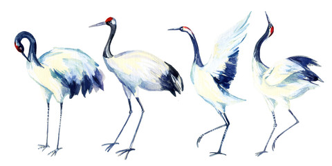 Watercolor asian crane bird set