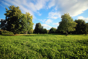 lawn in the park grass trees
