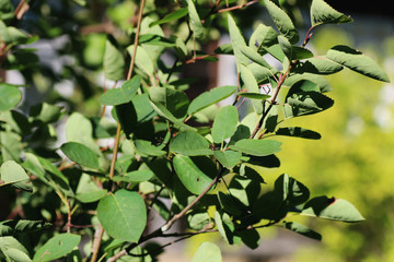 macro leaves of the trees against the sky
