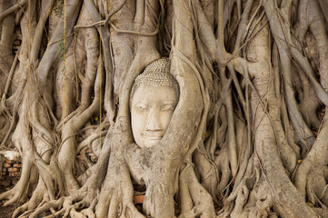 head of buddha in a root of bodhi tree
