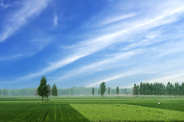 green wheat on background sky with cloud