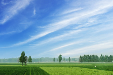 Rice field green grass blue sky cloud cloudy landscape background
