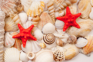 Seashells.