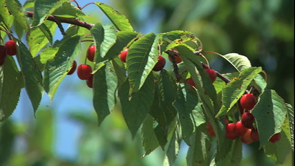 Pan branch of ripe cherrys