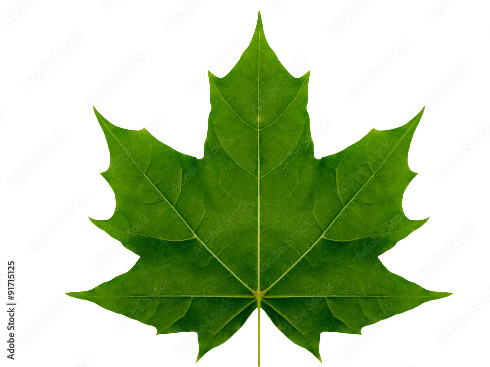 Wall mural autumn leaf maple on a white background isolated with clipping path. nature. closeup with no shadows