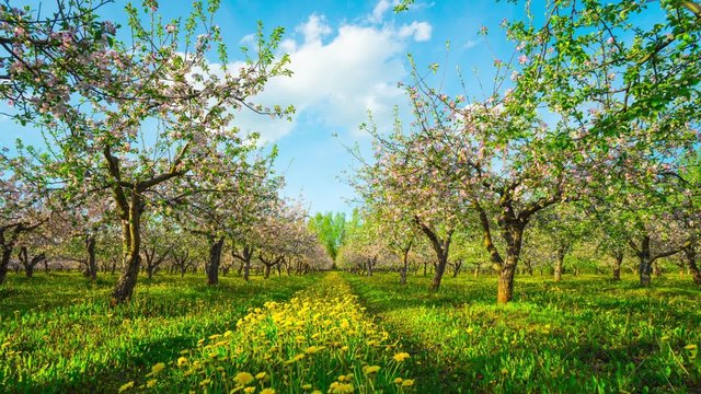 Blossoming apple orchard, time-lapse with slider