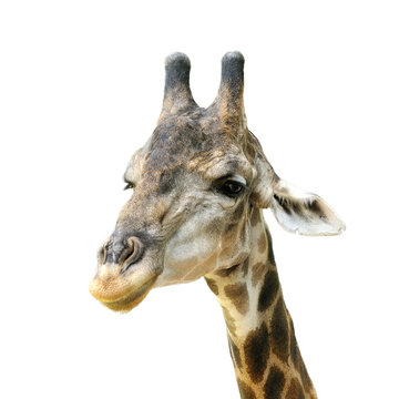 giraffe head isolated on white background