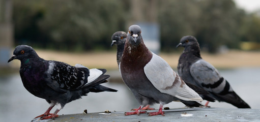 City Pigeons