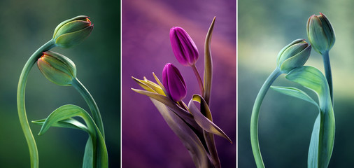 Fototapeta Tulipany kolor mix obraz