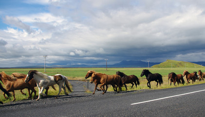 Chevaux en Islande