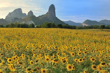Photo sur Plexiglas Tournesol Beautiful sunflowers in the field with bright blue sky