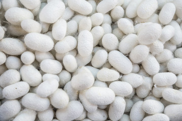 silkworms as a background