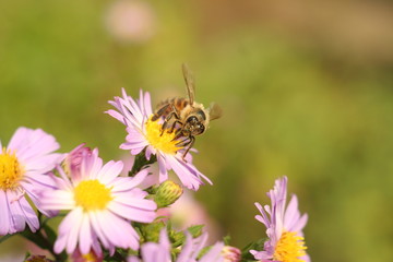 a bee on the Flower Chrysanthemum