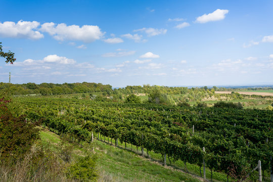 Vineyards under Palava. Czech Republic