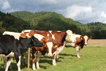 Fototapeta na wymiar Kühe auf einer Weide