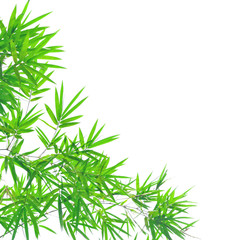 Bamboo leaves isolated on white background