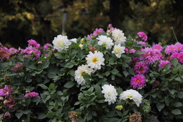 Obraz premium flowers