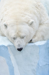 Белый медведь.