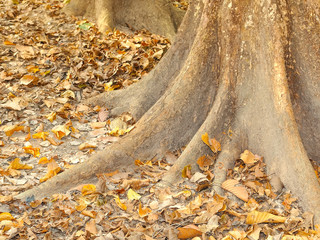 root of the tree. The roots of the tree were for a long time.