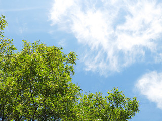 Fototapeta premium 新緑の葉と光