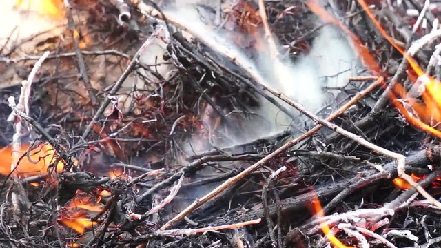 Ashes and flame on burning grass and branches in a fire