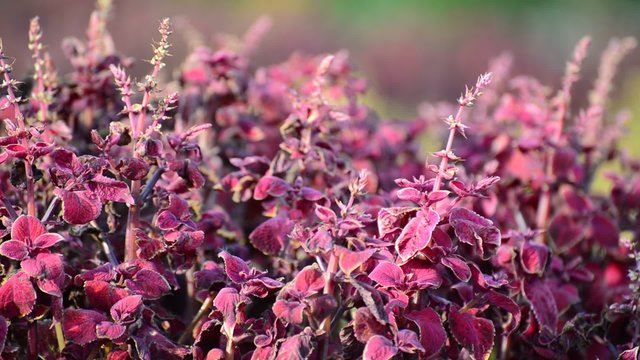 purple amaranth on low wind