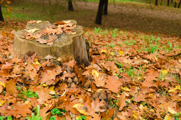 trunk  covered by autumn leaves in  park