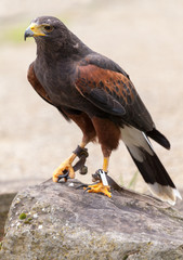 Steinadler erkundet
