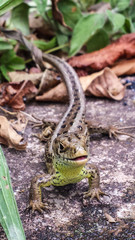 Mauereidechse (Podarcis muralis)