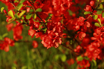 Red flowers