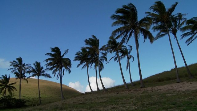 Pan across rows of palms blowing in the wind on a South Sea island.