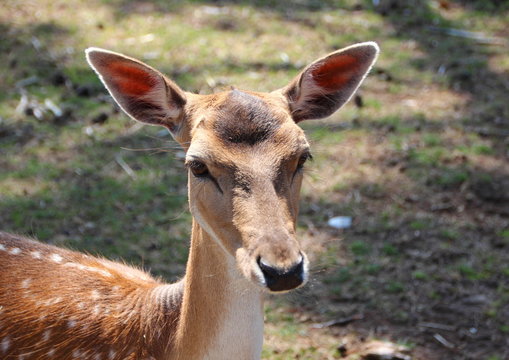 Female Fallow Deer Head with lifted Ears