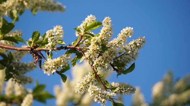 Leaves, flowers and grass moving in bright light