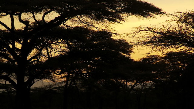 Acacia tree predawn silhouette