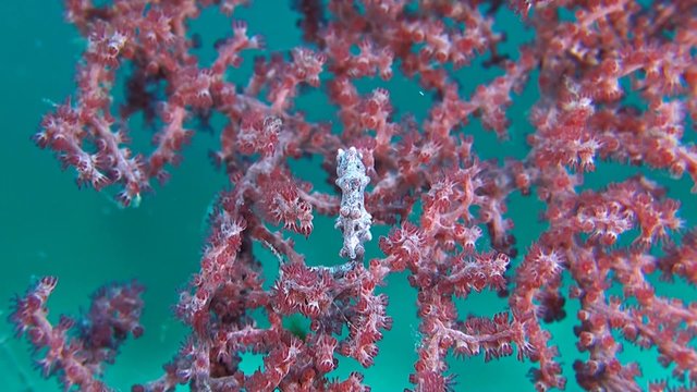Pink Pygmy seahorse on gorgonian coral