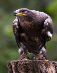 Steinadler auf Baumstamm