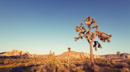 Joshua Tree National Park at sunset with vintage effect