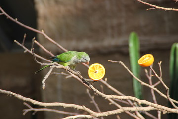 Ein Mönchsittich beim fressen