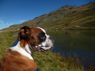 Boxer au bord du lac