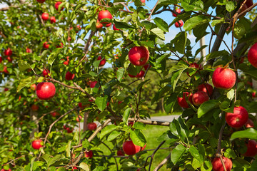 red apples on the trees in the orchard