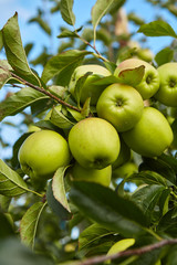 Green apples in the orchard