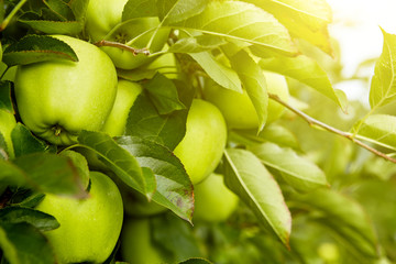 Green apples in the orchard