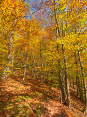 Obraz premium Colorful forest in fall ambiance