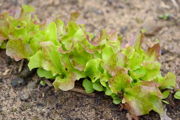 New lettuce