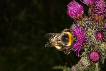 Hummel © digi_dresden
