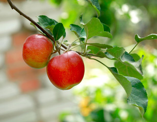 red apples on tree