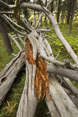 Bleached wood of fallen tree, Teton National Park, Wyoming.